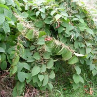 Japanese Knotweed